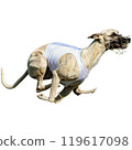 Dog running straight on camera isolated on white background at full speed on competition 119617098