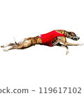Dog running straight on camera isolated on white background at full speed on competition 119617102
