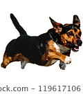 Dog running straight on camera isolated on white background at full speed on competition 119617106