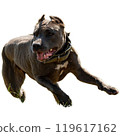Dog running straight on camera isolated on white background at full speed on competition 119617162