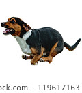 Dog running straight on camera isolated on white background at full speed on competition 119617163