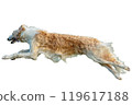 Dog running straight on camera isolated on white background at full speed on competition 119617188