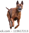 Dog running straight on camera isolated on white background at full speed on competition 119617213