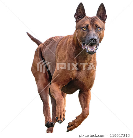 Dog running straight on camera isolated on white background at full speed on competition Dog running straight on camera isolated on white background at full speed on competition 119617213