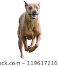 Dog running straight on camera isolated on white background at full speed on competition 119617216