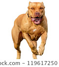 Dog running straight on camera isolated on white background at full speed on competition 119617250