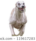 Dog running straight on camera isolated on white background at full speed on competition 119617283