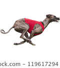 Dog running straight on camera isolated on white background at full speed on competition 119617294