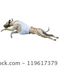 Dog running straight on camera isolated on white background at full speed on competition 119617379