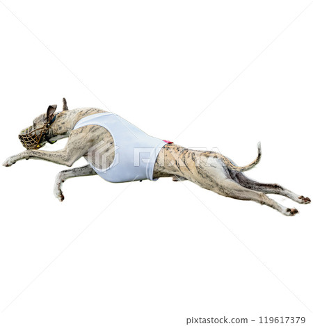 Dog running straight on camera isolated on white background at full speed on competition Dog running straight on camera isolated on white background at full speed on competition 119617379