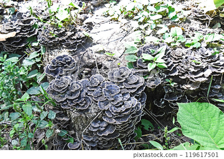 蘑菇(卡瓦拉塔克) 蘑菇(卡瓦拉塔克) 119617501