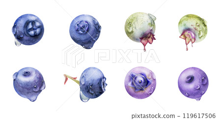 Blueberry blackberry with drops hand drawn in watercolor, forest berry bilberry huckleberry blackthorn sloe fruit. Botanical isolated elements set illustration. Restaurant, cafe menu, farmers market 119617506