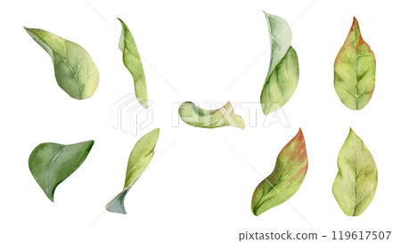 Flower bush tree green leaves foliage hand drawn in watercolor, lilac poplar beech elm pear apple plum. Isolated botanical illustration set. Wedding, florist shop, scrapbooking, decoupage, cosmetics 119617507