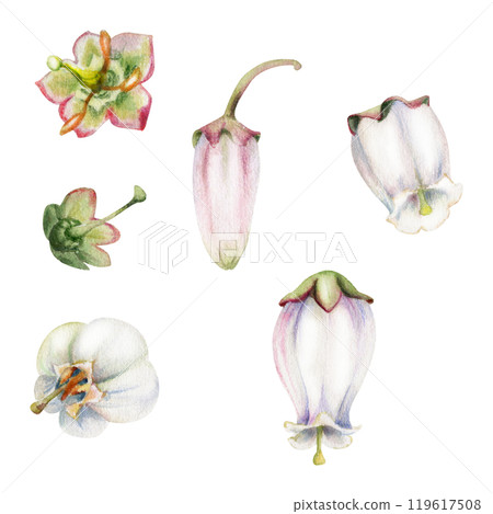 Heather blueberry white and pink bell flower bud, hand drawn in watercolor, inflorescence wildflower botanical illustration. Isolated single element set. Scrapbooking, wedding, florist shop, decoupage 119617508