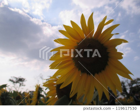 A bright yellow sunflower flower that blooms in large flowers in autumn. 119617530
