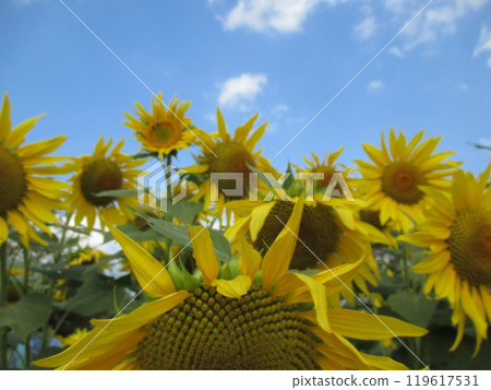 A bright yellow sunflower flower that blooms in large flowers in autumn. 119617531