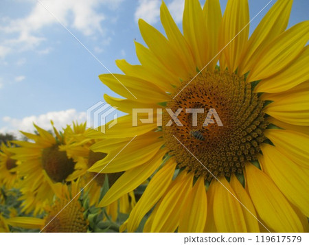 A bright yellow sunflower flower that blooms in large flowers in autumn. 119617579