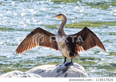 Cormorant drying its wings in the river 119617626