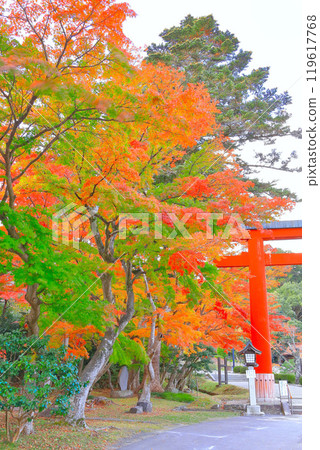 Vivid autumn foliage in the shrine grounds 119617768