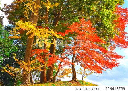 Vibrant autumn foliage in the gardens of Shiogama Shrine Vibrant autumn foliage in the gardens of Shiogama Shrine 119617769