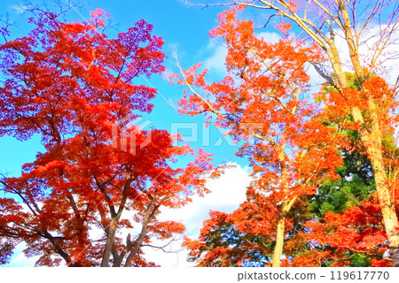 Vibrant autumn foliage in the gardens of Shiogama Shrine 119617770