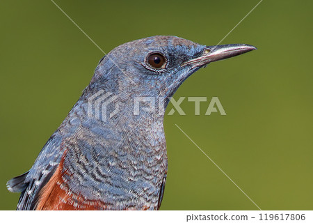 Side close-up of a male Rock Thrush 119617806