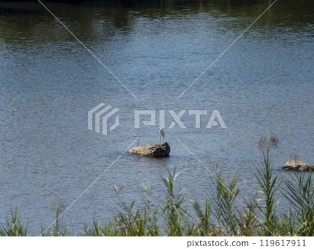 Great Egret and Little Egret of Yamato River 119617911