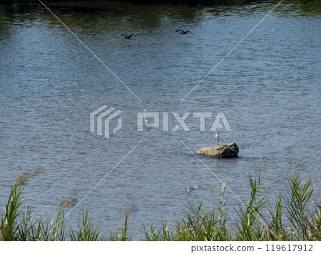 Great Egret and Little Egret of Yamato River 119617912