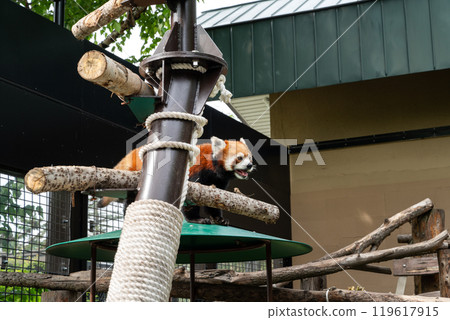 日本 動物園 小熊貓 紅熊貓 red panda レッサーパンダ 119617915