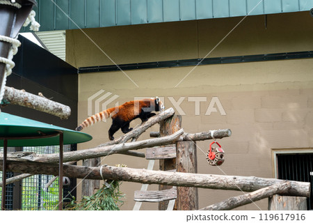 日本 動物園 小熊貓 紅熊貓 red panda レッサーパンダ 119617916