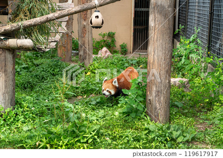 日本 動物園 小熊貓 紅熊貓 red panda レッサーパンダ 119617917