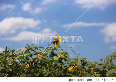 Forward-looking Sunflower 119617926