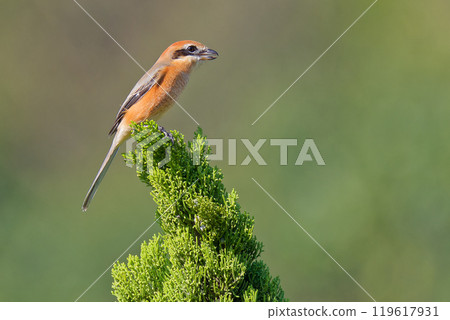 一隻雄性伯勞棲息在雪松樹上 119617931