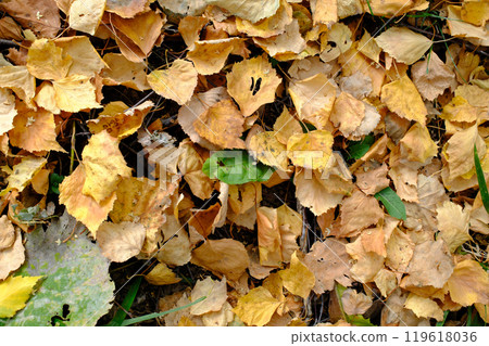 Carpet of fallen autumn leaves in golden hues, close-up nature texture background Carpet of fallen autumn leaves in golden hues, close-up nature texture background 119618036