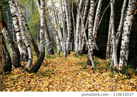Autumn birch forest with golden leaves carpeting ground, white tree trunks creating natural pattern 119618037