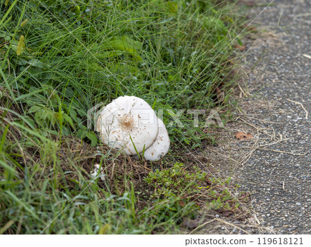 飛鳥村生長的 Oshirokarakasatake 飛鳥村生長的 Oshirokarakasatake 119618121