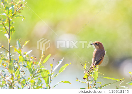 A female shrike resting on a tree by the river 119618145