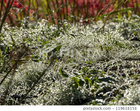 Plants glistening with morning dew Plants glistening with morning dew 119618158