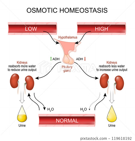 Osmotic balance. Homeostasis Osmotic balance. Homeostasis 119618192