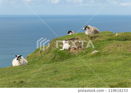 Scottish Blackface sheep resting on Slieve League cliff under blue sky, escaping Atlantic breeze 119618233
