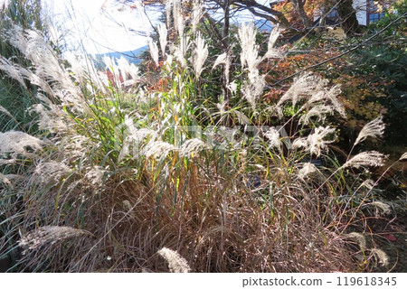 秋天的風景充滿了蒲葦穗 119618345