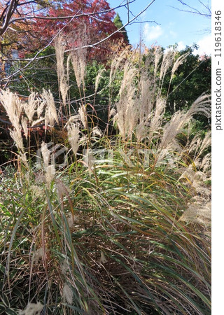 藍天、白雲和蒲葦 119618346