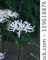 White cluster amaryllis 119618876