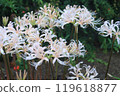 White cluster amaryllis 119618877