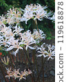 White cluster amaryllis 119618878