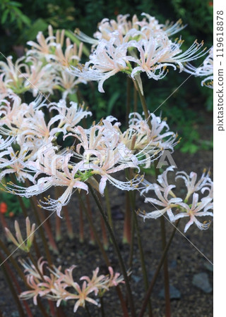 White cluster amaryllis White cluster amaryllis 119618878