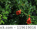 Pomegranate flowers 119619016