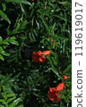 Pomegranate flowers 119619017