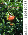 pomegranate fruit 119619038