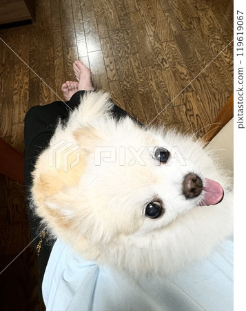 Dog sitting on lap Dog sitting on lap 119619067